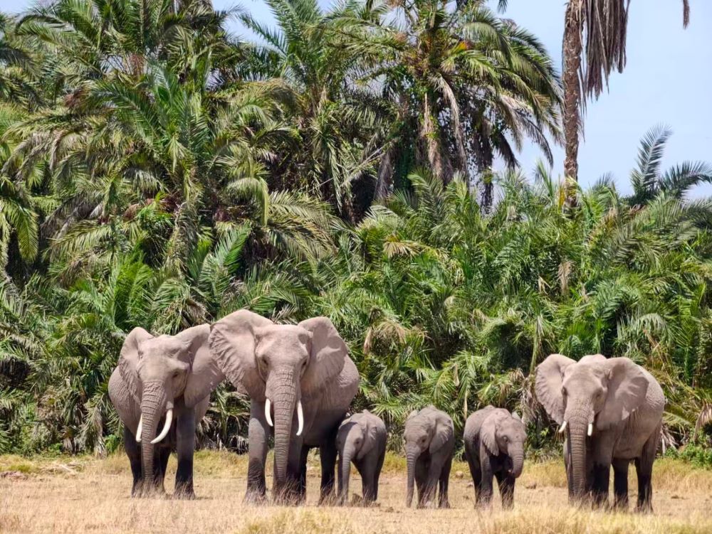 Elephants with Mount Kilimanjaro in Amboseli National Park