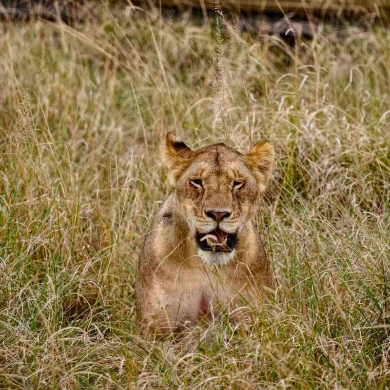 Maasai Mara safari jeep with wildebeest migration